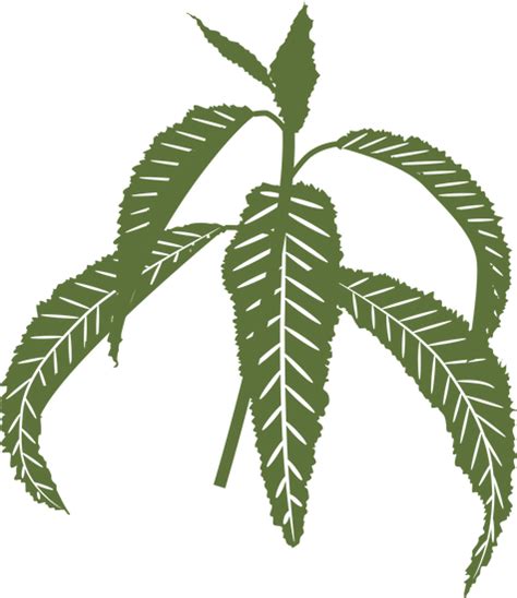 sambong clipart|Sambong: An Age.